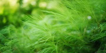 物业领的艾草是什么？