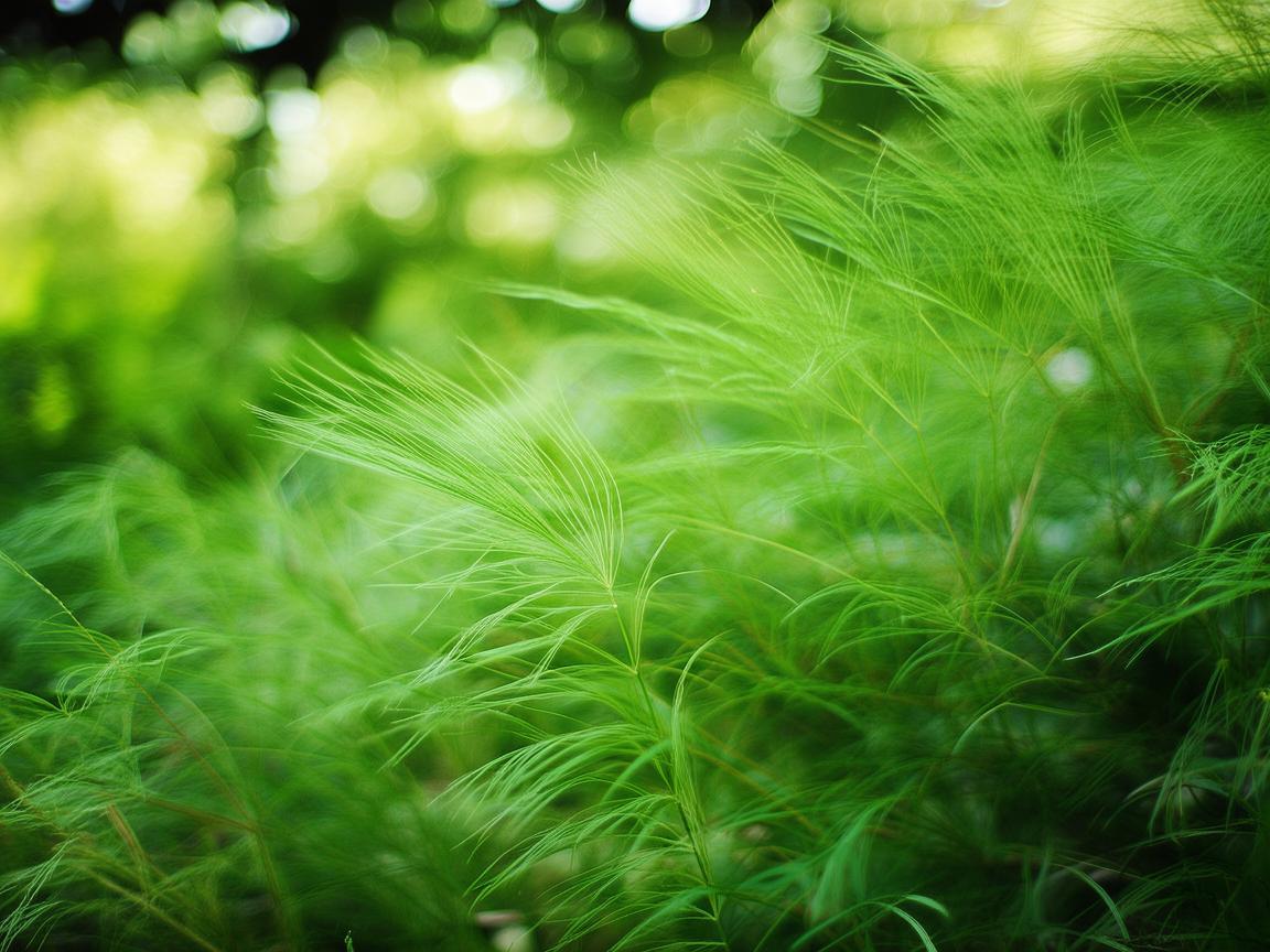 物业领的艾草是什么？